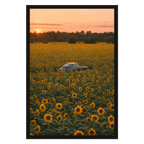 Hidden in the Sunflowers, product preview card.