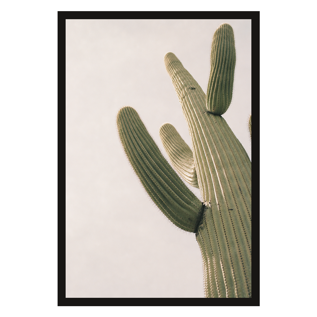 Saguaro, Up Close, product preview card.