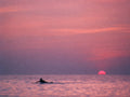 Swim at Sundown, solo