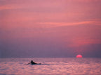 Swim at Sundown, solo