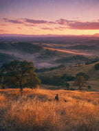 Sunrise in the Tall Grass, solo