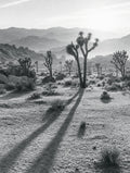 Long Shadows, Joshua Tree, solo