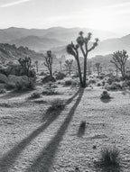 Long Shadows, Joshua Tree, solo