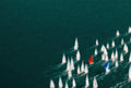 One Red Sail, solo