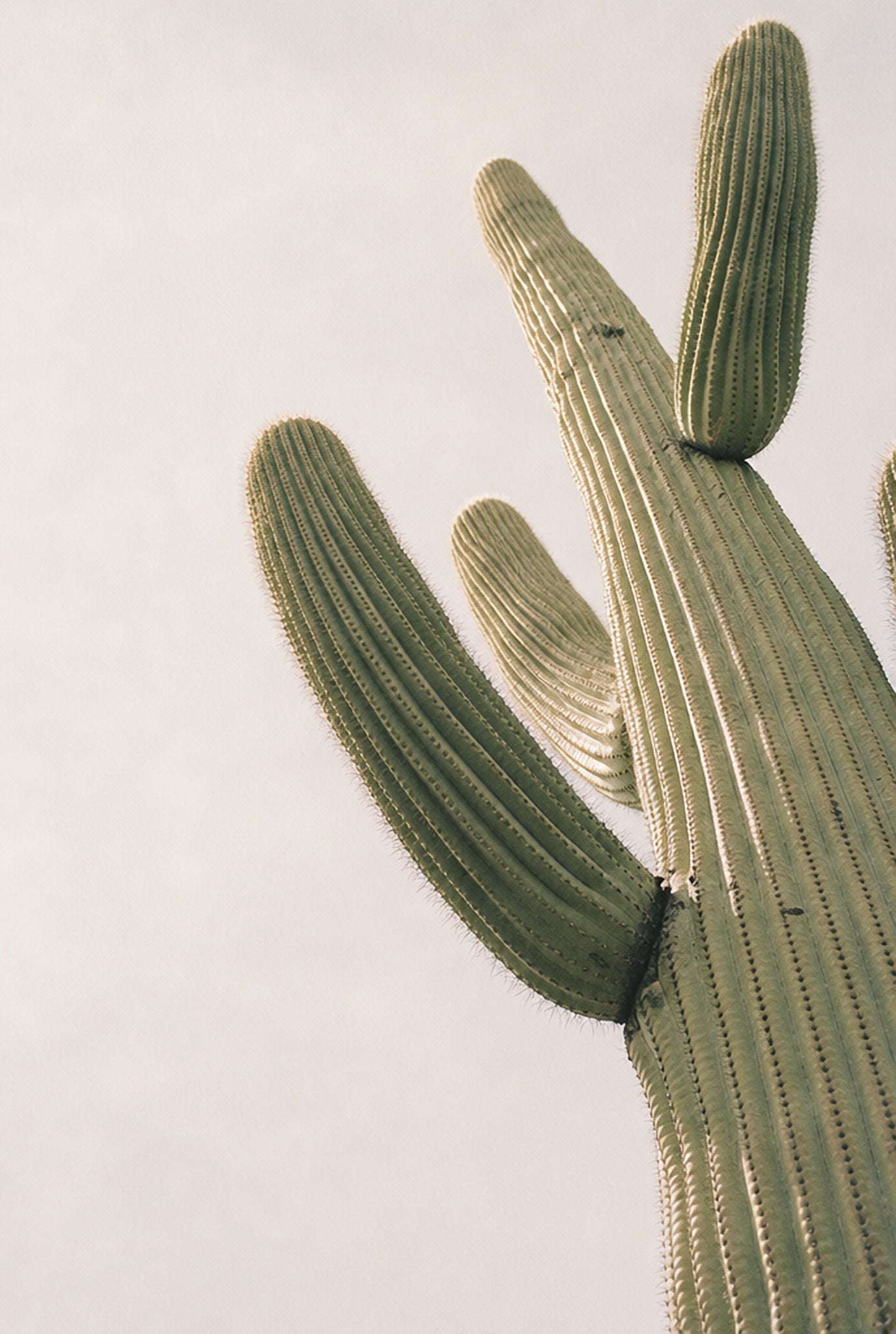 Saguaro, Up Close, solo