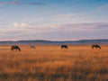 Horses, No Hurry, solo