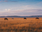 Horses, No Hurry, solo
