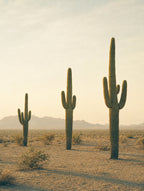 Three Giants, solo