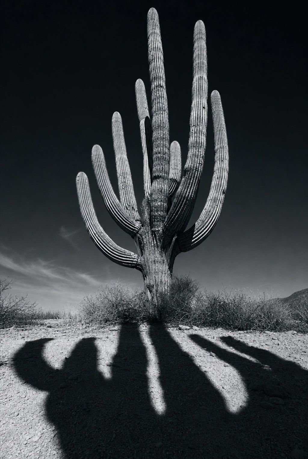 Cactus Noir, solo