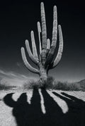 Cactus Noir, solo