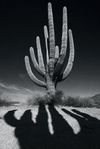 Cactus Noir, solo