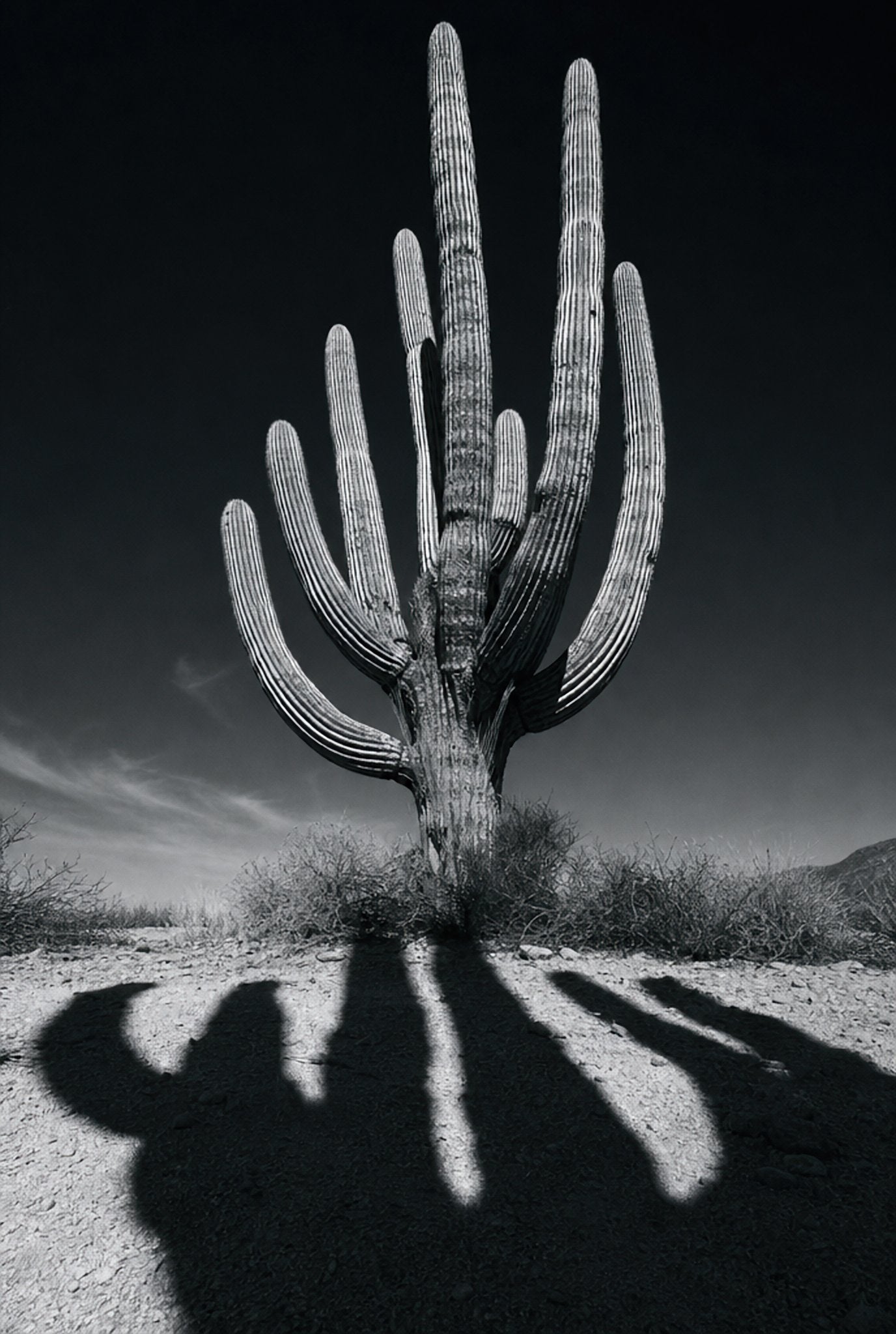 Cactus Noir, solo