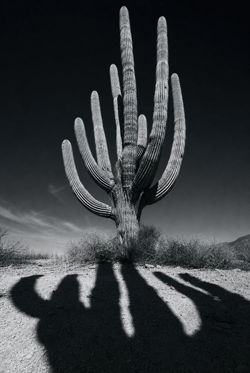 Cactus Noir, solo