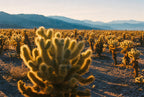 Cholla Gold, solo