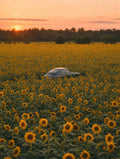 Hidden in the Sunflowers, solo