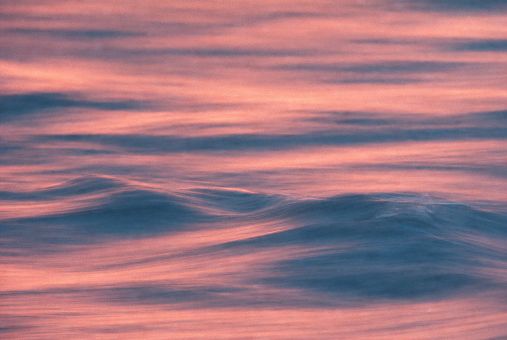 Pink Tide, solo