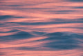 Pink Tide, solo