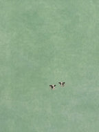 Two swimmers, one flat green sea. Painterly illustration print by Drunk Dame.