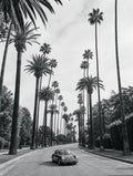 Beverly Palms, solo
