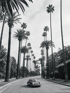 Beverly Palms, solo