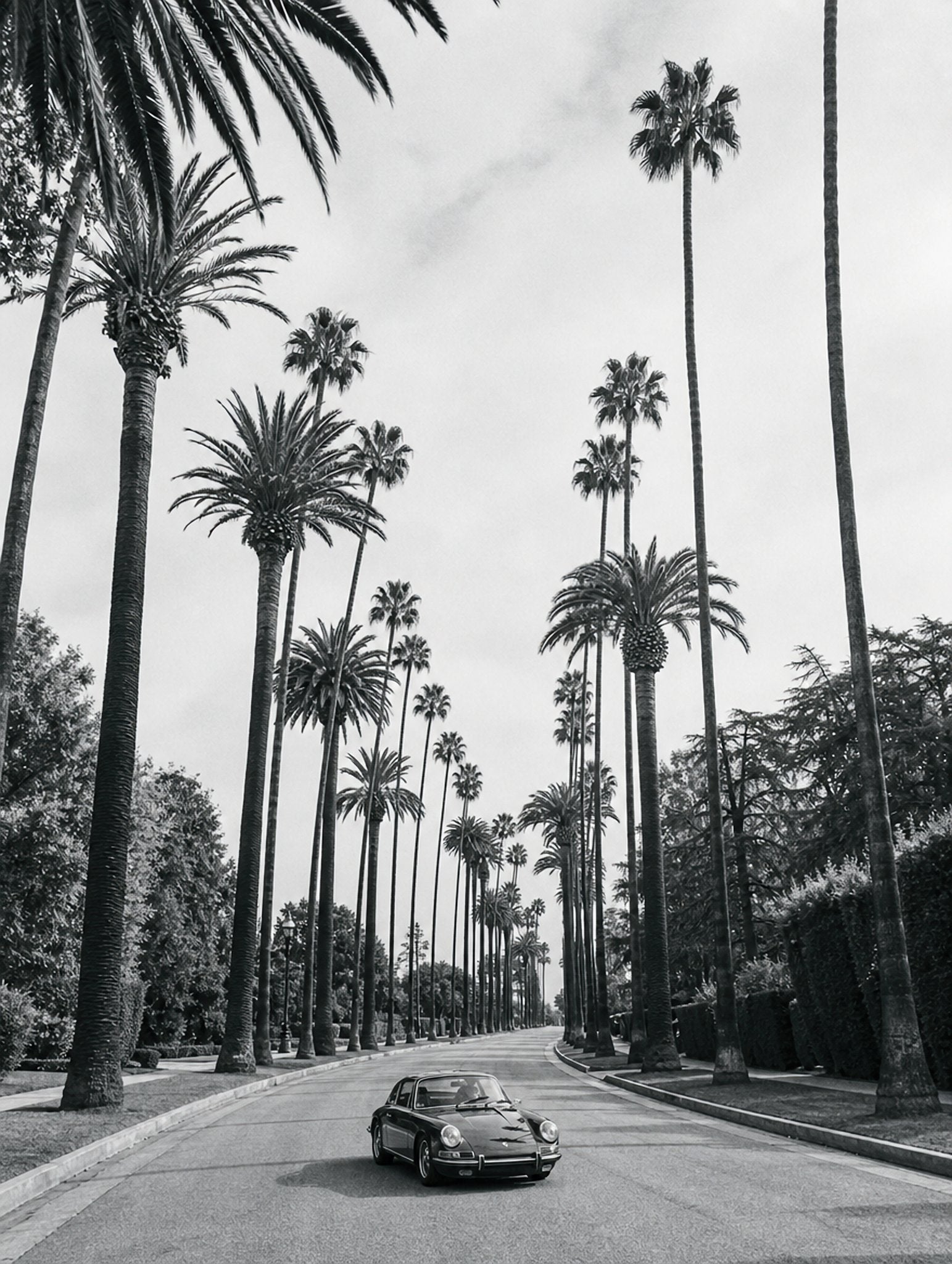 Beverly Palms, solo