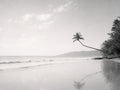 The Leaning Palm, solo