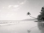 The Leaning Palm, solo