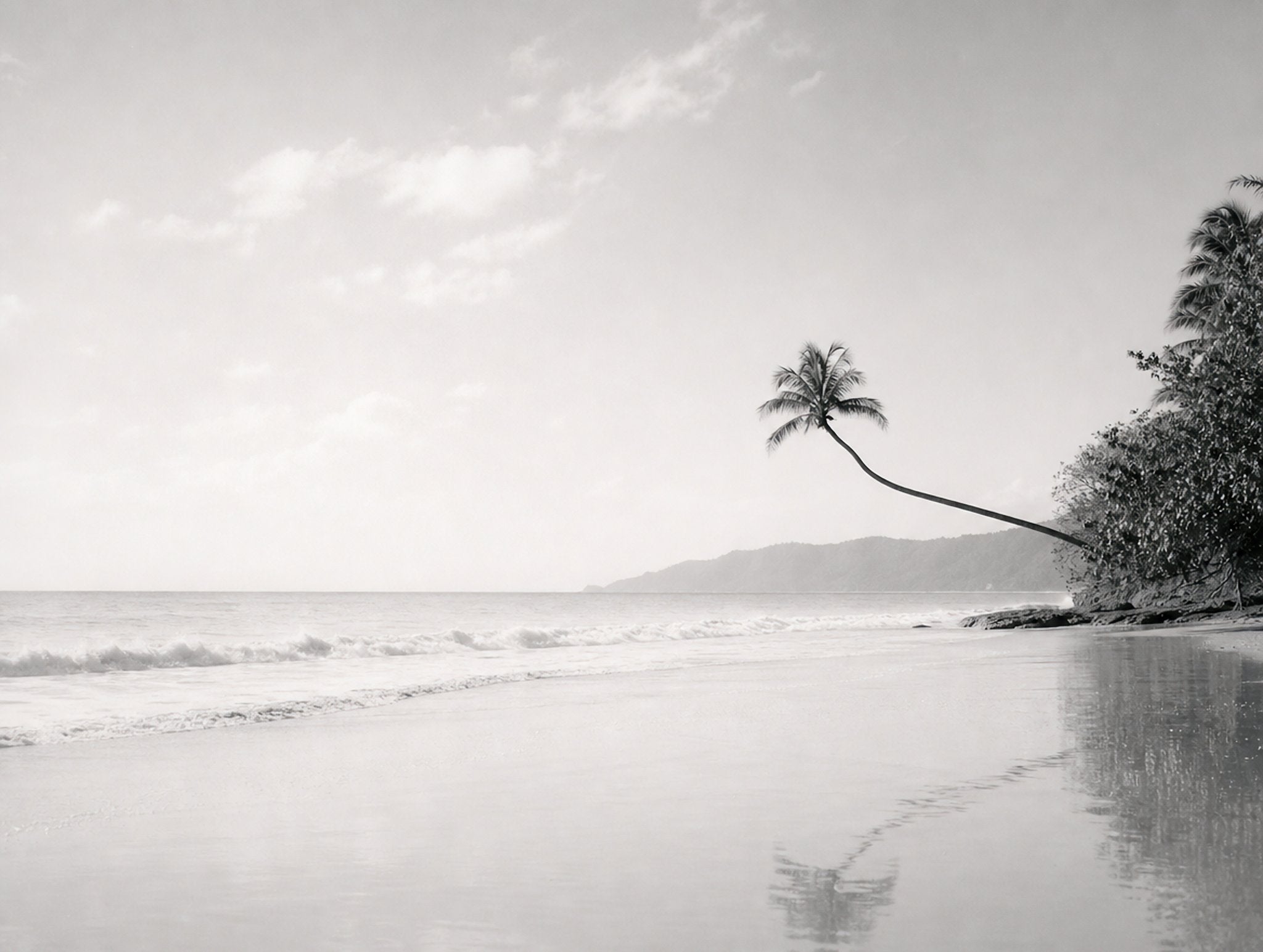 The Leaning Palm, solo