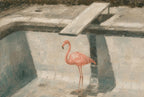 Flamingo, Empty Pool, solo