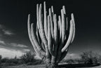 Old Giant, solo