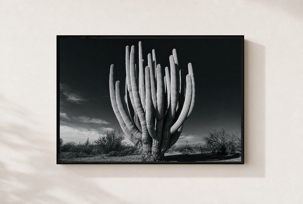 Old Giant, framed