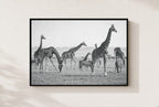 The Tall and the Striped, framed