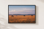 Horses, No Hurry, framed