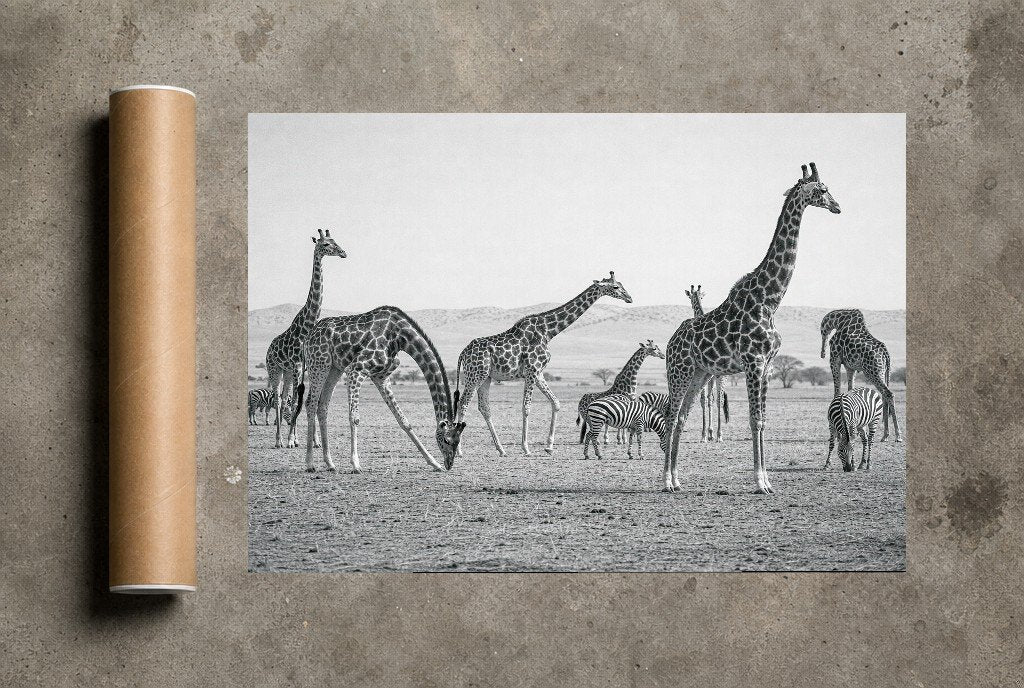 The Tall and the Striped, print and shipping tube