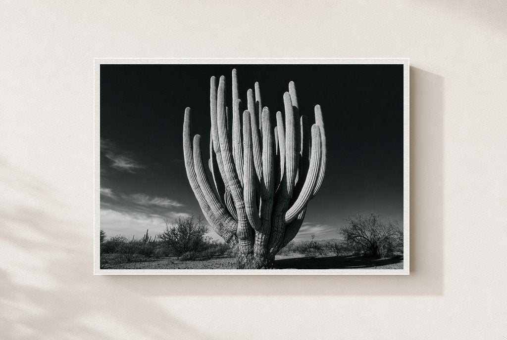 Old Giant, framed, white