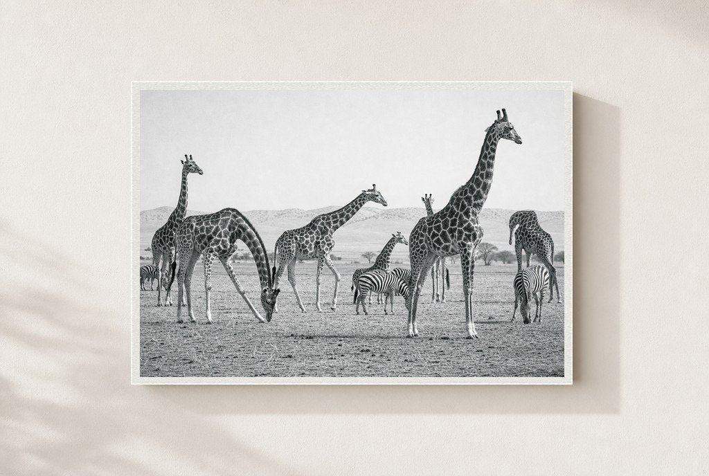 The Tall and the Striped, framed, white