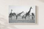The Tall and the Striped, framed, white