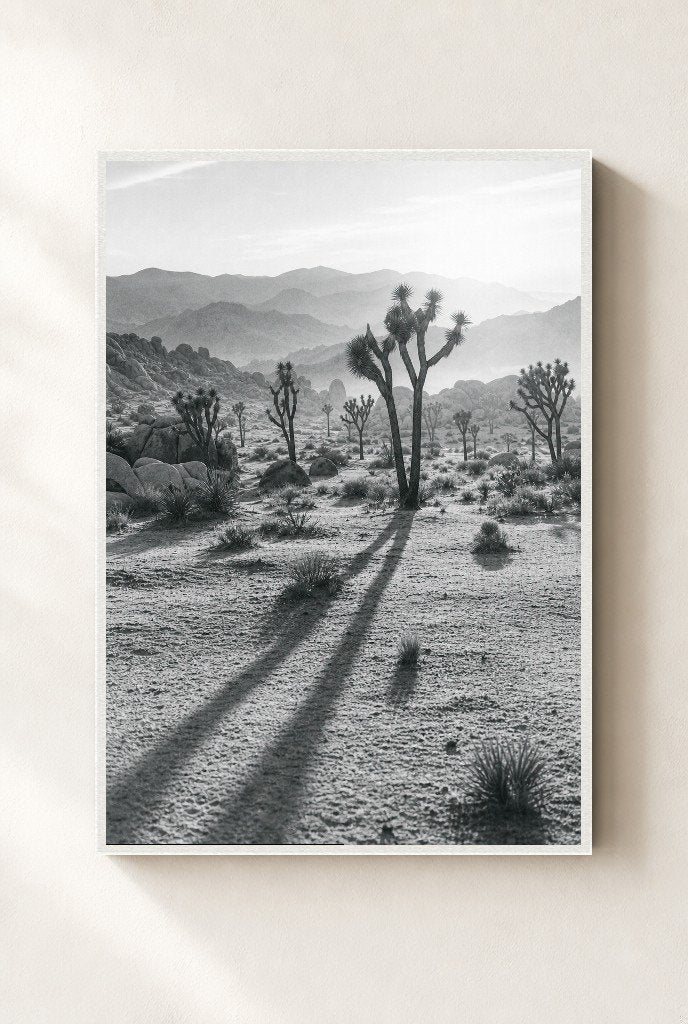 Long Shadows, Joshua Tree, framed, white