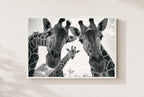 Two Necks, One Secret, framed, white