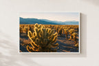Cholla Gold, framed, white