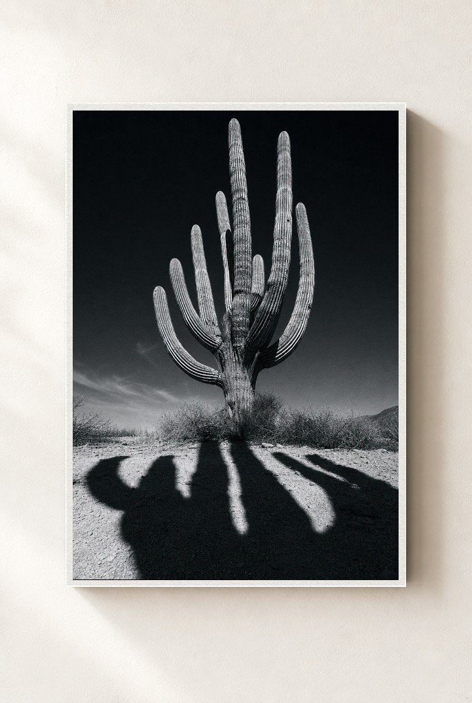 Cactus Noir, framed, white