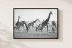 The Tall and the Striped, framed, walnut