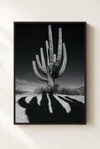 Cactus Noir, framed, walnut