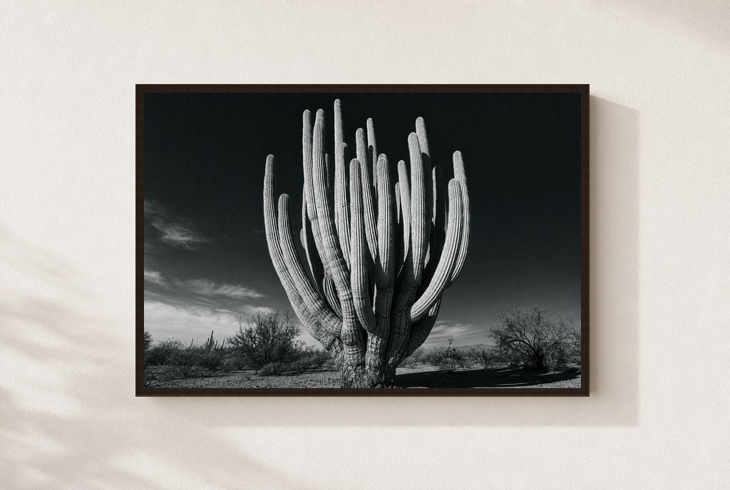 Old Giant, framed, walnut